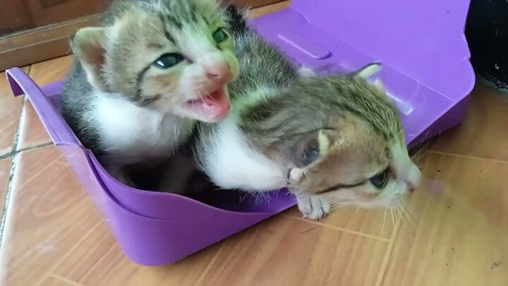 Anak Kucing Lucu Mencari Ibunya | cat funny