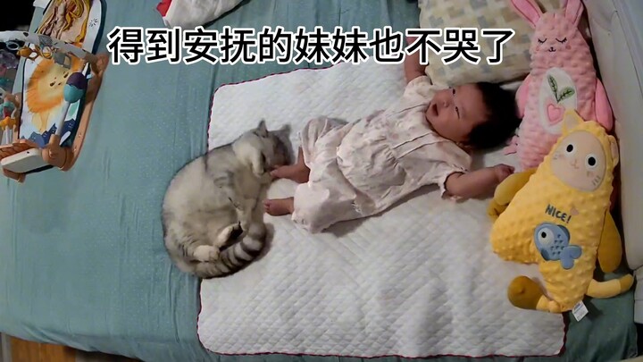Every time the baby wakes up, the little cat is always the first to rush over and soothe them—it mus
