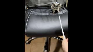 อย่าถามว่ารักเพราะอะไร เพราะรักด้วยหัวใจไม่ใช่เหตุผล bushbaby ลิงจิ๋ว