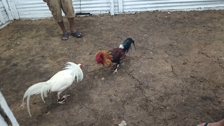 august 17, 2025 sparring session