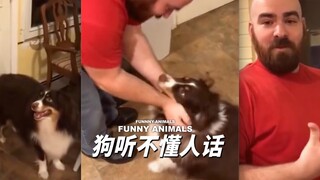 اتضح أن الكلاب لا تفهم كلام البشر