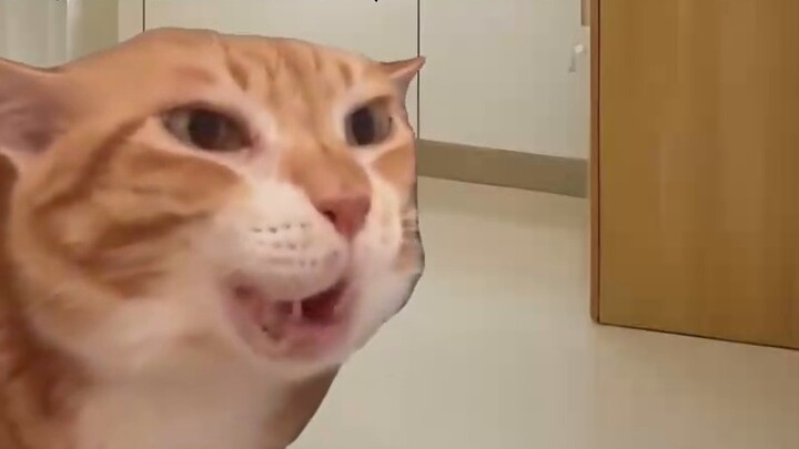 When you go to the hospital to have a tooth pulled #againstthesky #unexpected #funny #catmeme