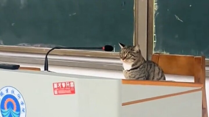 Apa yang sedang dilakukan para senior kucing di universitas???