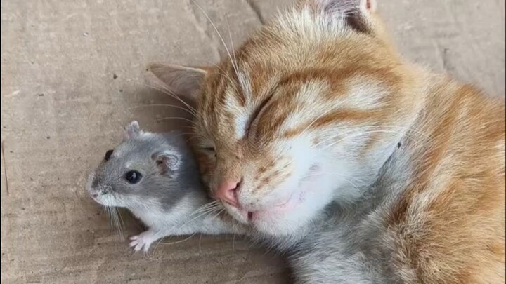 Cats Afraid of Mice? It’s Not That Cats Are Weak—It’s Toxoplasma Gondii Pulling the Strings!