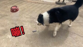 当着狗子的面炸它的狗碗，看看它们啥反应？