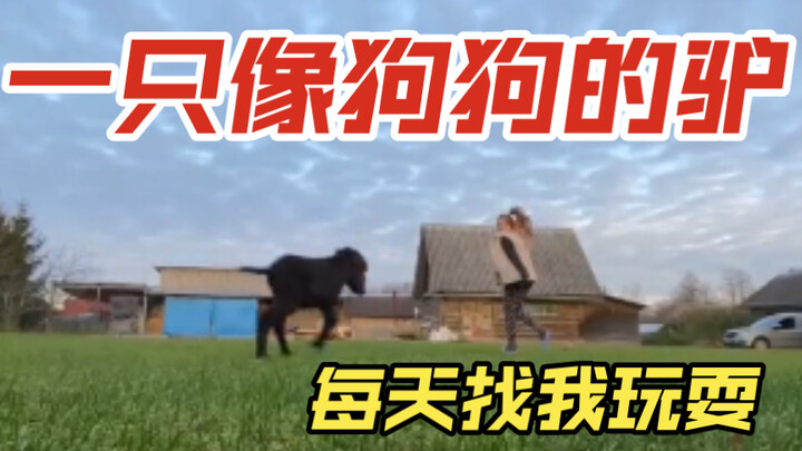 A donkey that looks just like a dog comes to play with me every day!