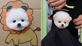 Tik Tok Chó Phốc Sóc - Funny and Cute Mini Pomeranian #1