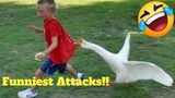 💥Funniest Animal Attacks Viral Weekly LOL😅😜of 2019| Funny Animal Videos💥👌