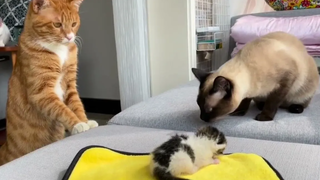 แมวน้อยแสนน่ารัก ดูเพื่อผ่อนคลาย สบายใจ baby cats cute and funny cat videos compilation