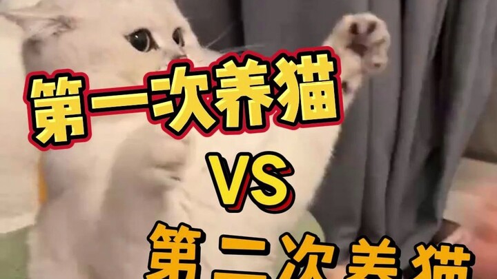 What’s the difference between adopting a cat for the second time and the first?