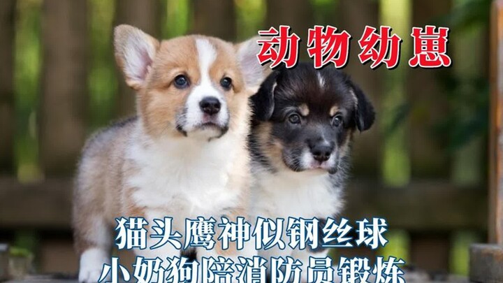 สัตว์ก็เหมือนกัน ลูกสัตว์น่ารักที่สุด นกฮูกหน้าตาคล้ายบอลขัดเหล็ก สุนัขตัวเล็กคอยเป็นเพื่อนนักดับเพล