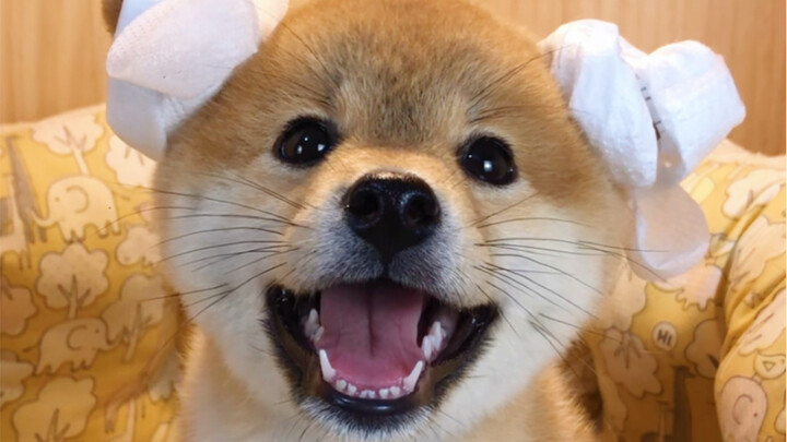 Hahaha, so what do you believe in? #ShibaInu #ShibaPuppy #ShibaKennel#