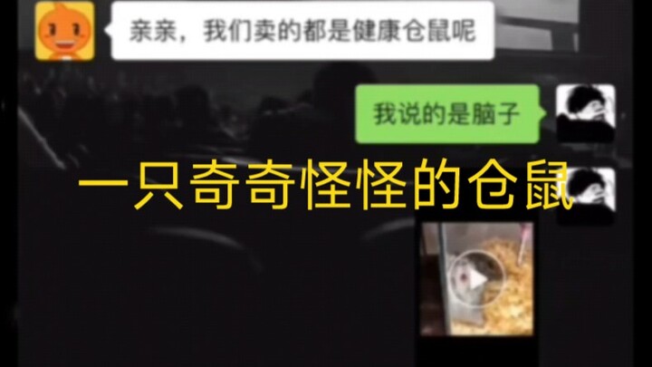 Gặp một chú hamster kỳ lạ