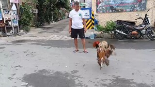 bulik