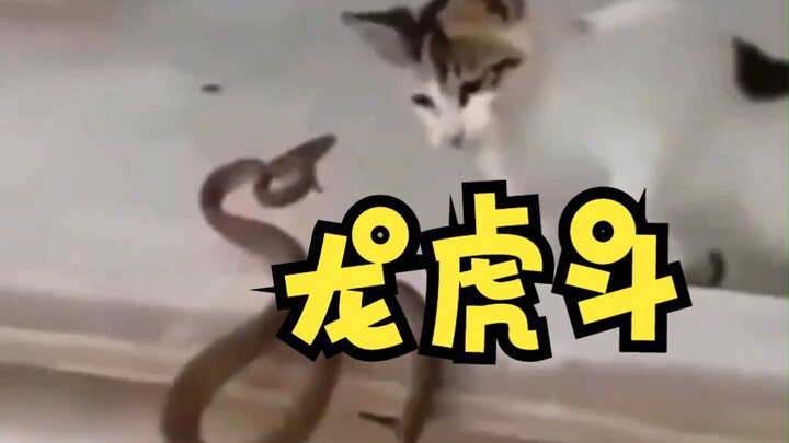 Dragon vs Tiger, kritikal dari tukang pukul berkecepatan tinggi