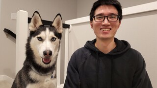 كم هو متعصب، المبرمج يجب أن يربي كلب هاسكي!