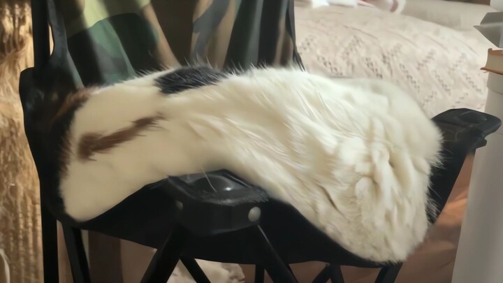 "Mèo là một chất lỏng tương đối nhớt"