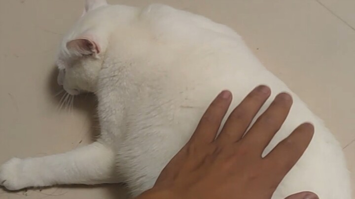 Half a Month Away from Home: My Cat Has Developed Depression