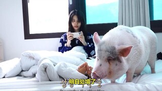 无视宠物猪猪一整天会怎么样？