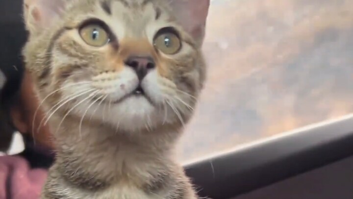 Bringing My Kitten Back to the Village for the New Year!