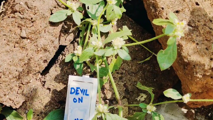 devils monk
