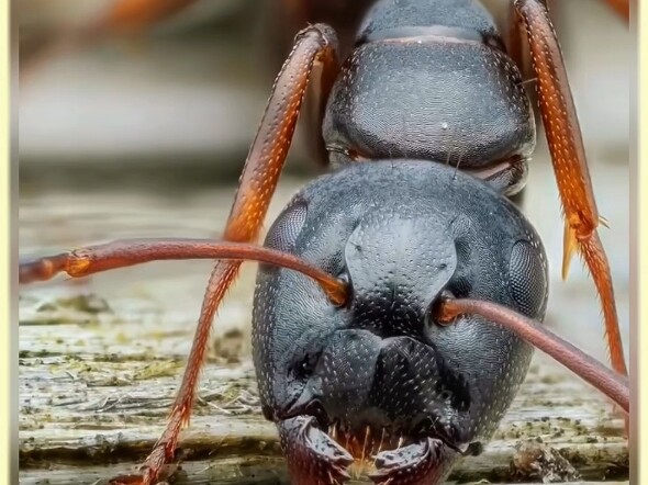 The Micro World Is Even More Vivid