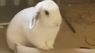 The owner took the little bunny to a friend's house for a few days, and the little guy was very unha