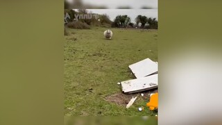 funny dog cat 2022 pet animals haihuoc vuinhon
