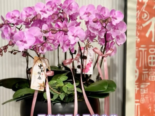 Trung Thu mùng 11 tháng Tám?