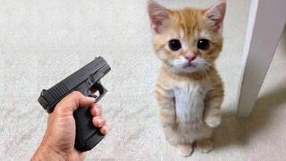 Funniest Animals 2022 😂 Funniest Cats and Dogs 😺🐶 Part 26 | Pets Family
