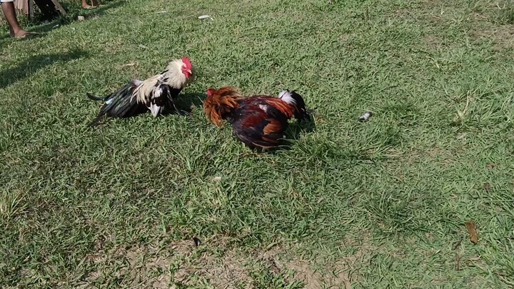 2ndfight Kaskas kanan pa c grey parehas bata.win👍