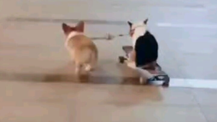 Corgi: Every single kibble is earned through my own hard work.