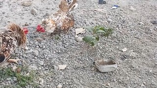 heni vs heni