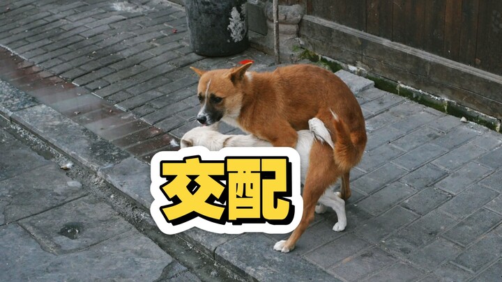 Giao phối của họ Chó