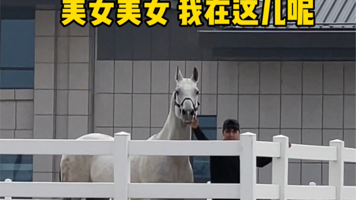 When a horse meets the one it fancies