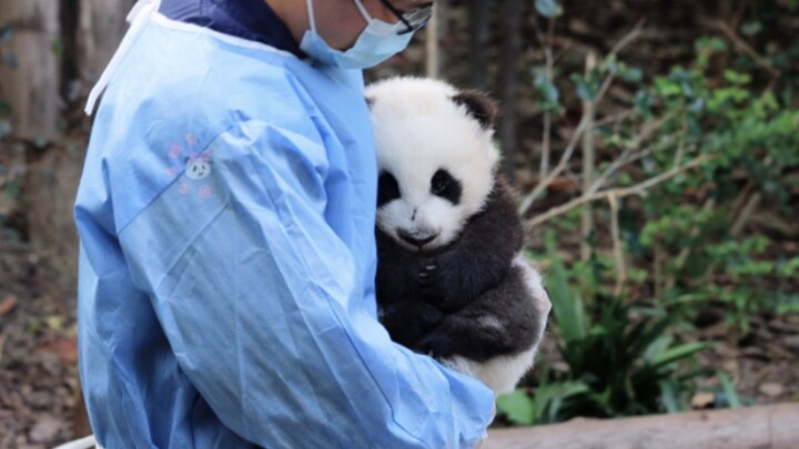 After get off work, the dad seems to be showing his "little figurines" to tourists
