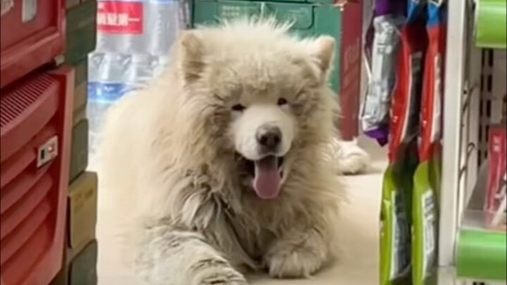 Đã một tháng kể từ khi nhận nuôi chú chó hoang, thời gian trôi thật nhanh!