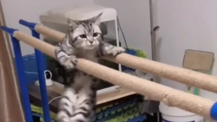 Just how terrifying can a self-disciplined cat be!