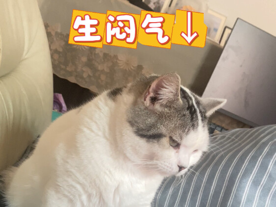 Mèo: Không ngủ với tôi thì tuyệt giao!