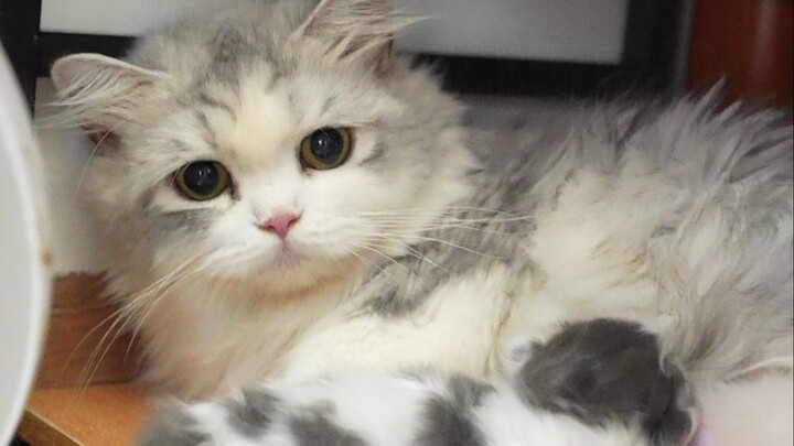 หวังว่าลูกแมวน้อยทุกตัวจะเติบโตขึ้นมาอย่างแข็งแรงสุขภาพดี