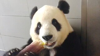 Panda Eating Bamboo