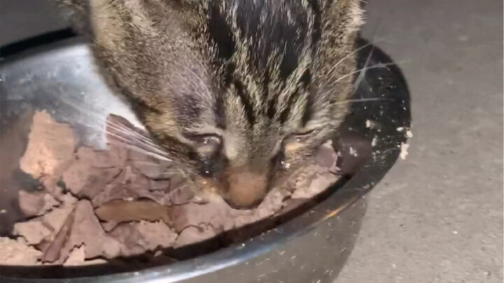 【Kucing Jalanan】Kucing macan pertama kali makan hati ayam, langsung meneteskan air mata bahagia! Kas