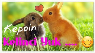 Yang MAU PELIHARA KELINCI Biar Sehat Dan uWu 🐇😊 Tonton VIDEO ini Dulu YA 👍🐇🐇  - Kartun Lucu