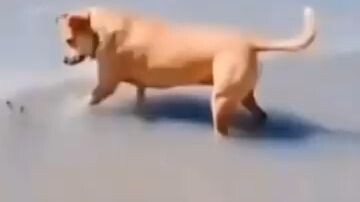 dog gets heart attack