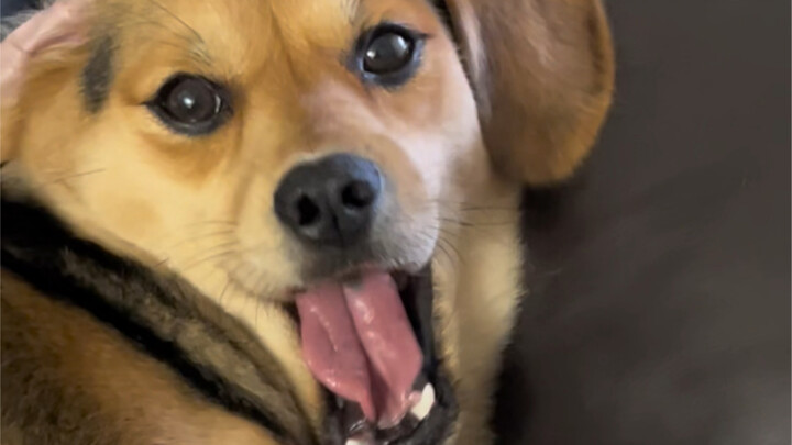 Deliberately imitating a dog yawning, completely baffling it!