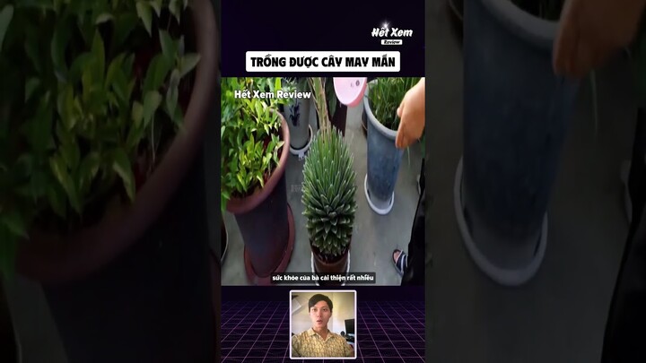 Trồng được cây may mắn