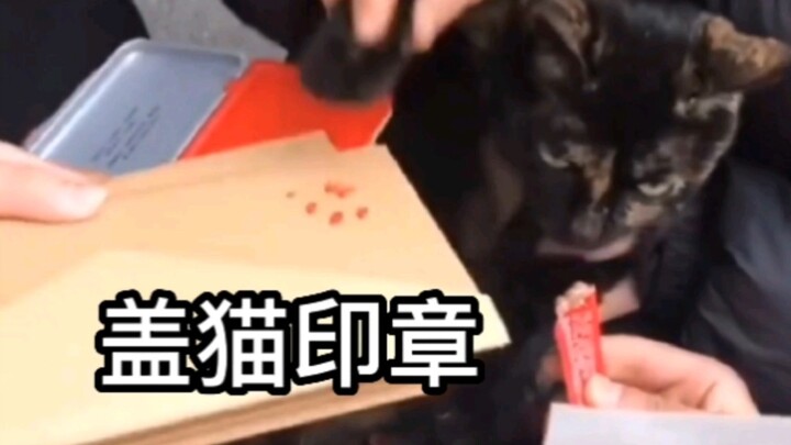 Begini caranya kalian memperlakukan senior kucing?