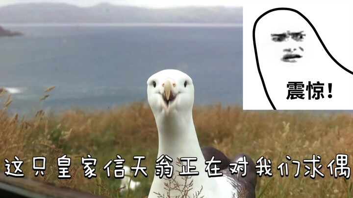 This big bird is actually courting us.