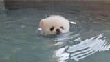 [Dogs Clip] หมาน้อยเสื้อชูชีพ ลองว่ายน้ำแบบไม่ใส่ดูสิ