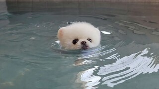 没有救生衣的小狗狗掉进了游泳池